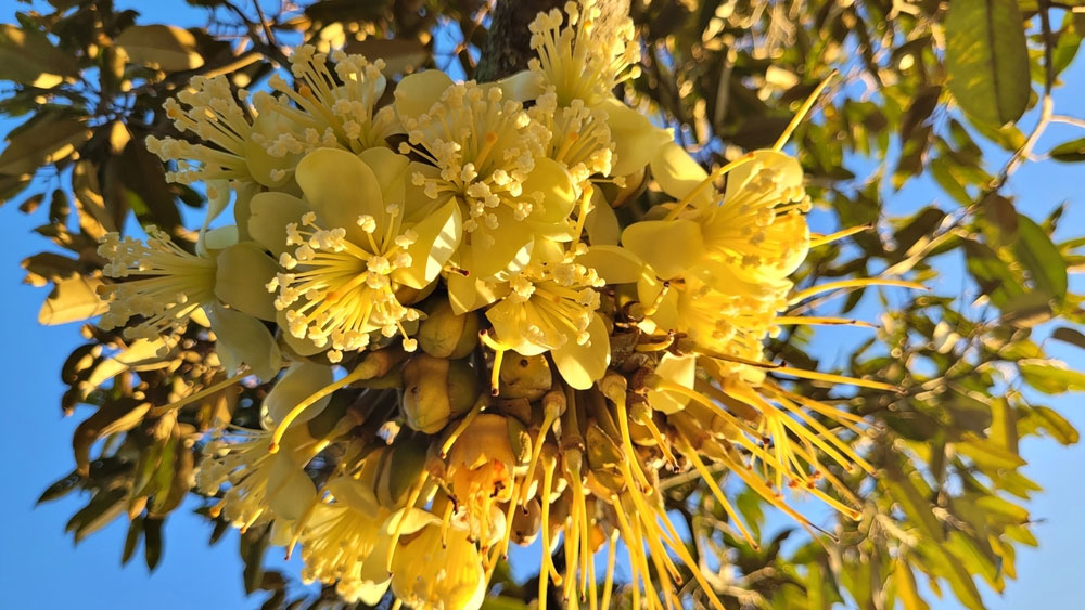 Bón phân nào trong giai đoạn phân hóa mầm hoa cây Sầu riêng cho phù hợp?